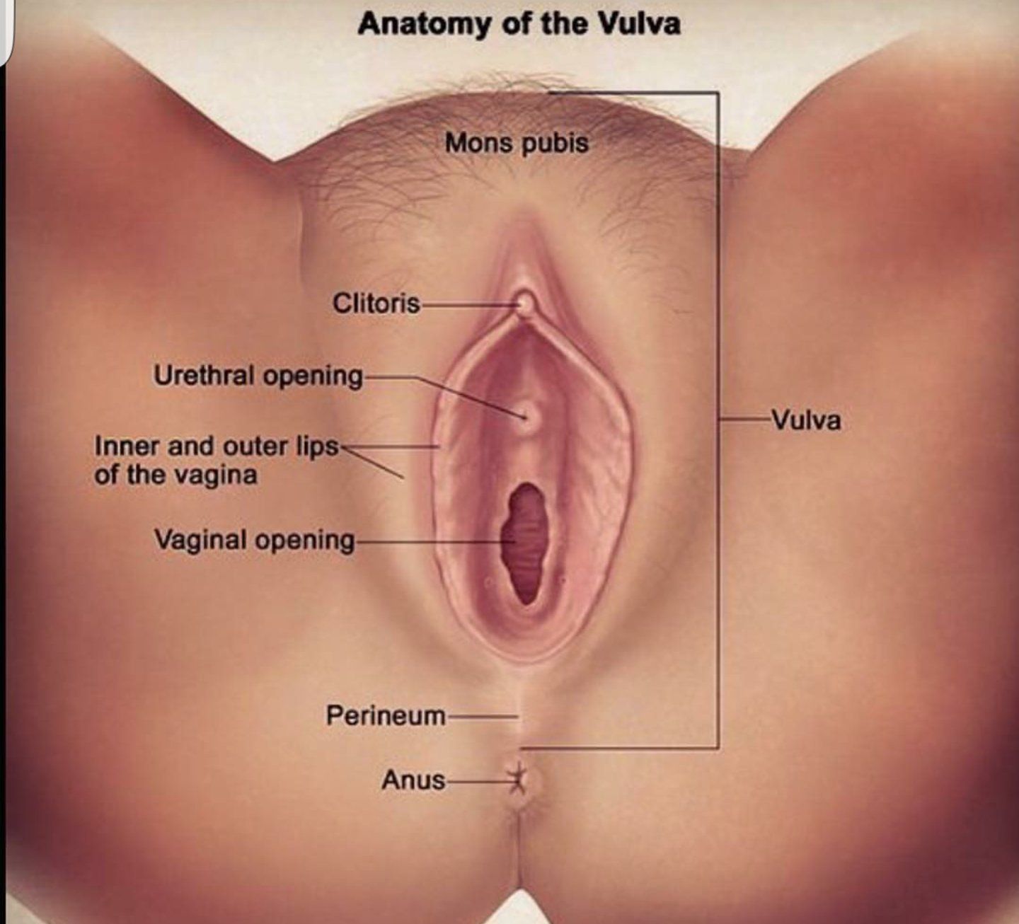 Половая Анатомия Порно